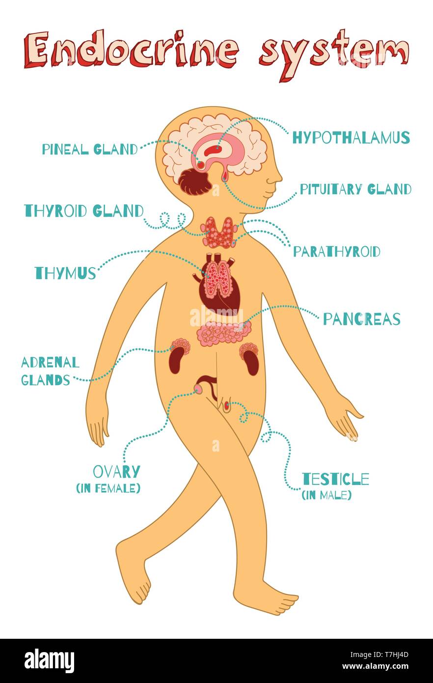 Umano sistema endocrino per bambini. Colore del vettore cartoon illustrazione. Anatomia umana schema. Illustrazione Vettoriale