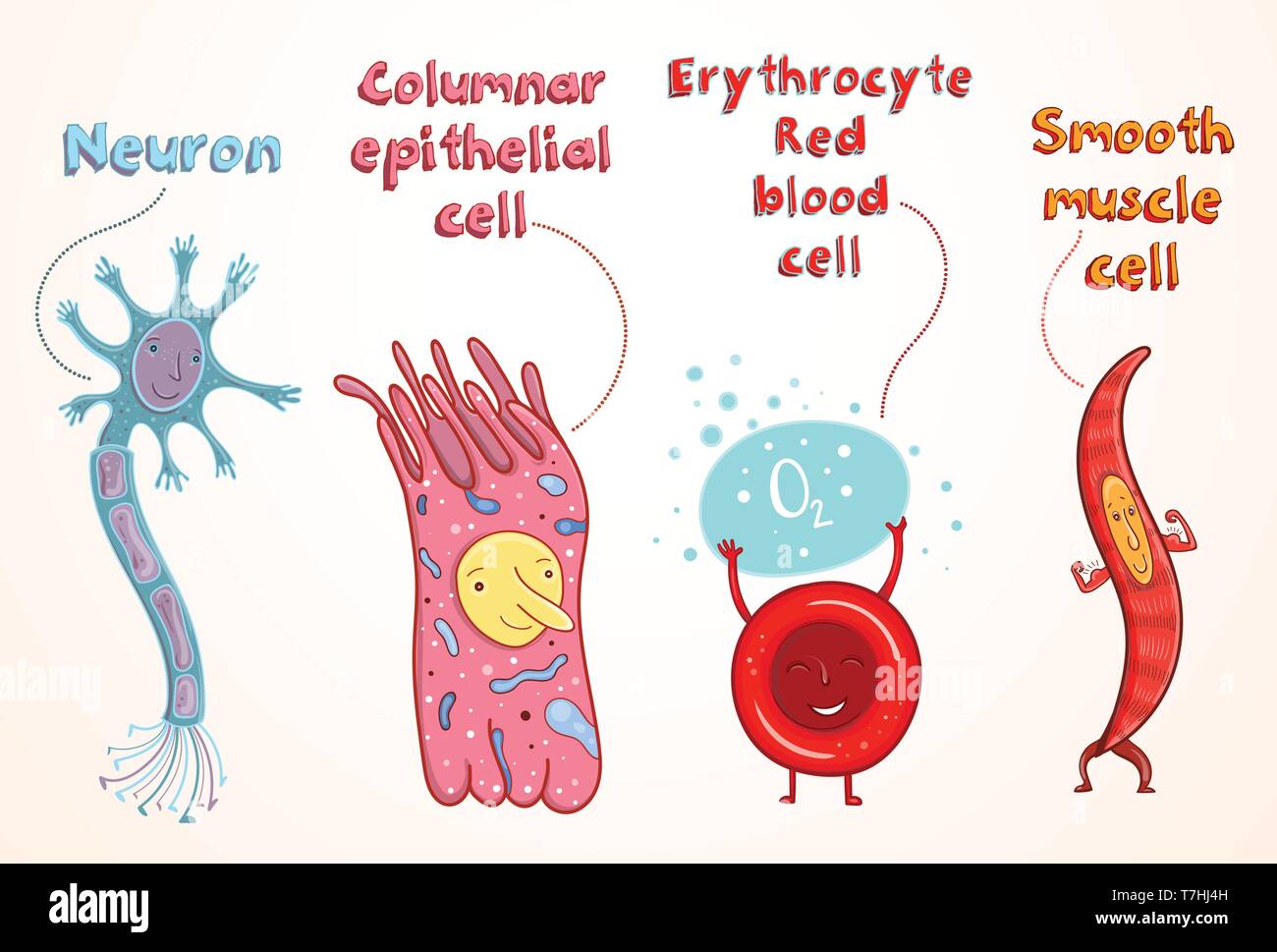 Vettore illustrazione cartoon per lo studio nella scuola. Cellule somatiche umane: neurone, eritrociti, cellule epiteliali, miociti. Illustrazione Vettoriale