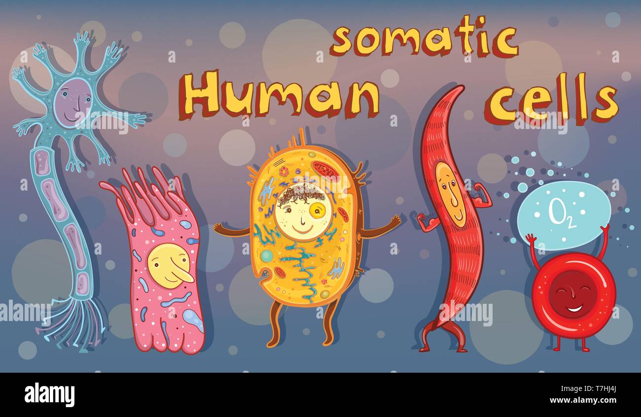 Vettore illustrazione cartoon per lo studio nella scuola. Cellule somatiche umane: neurone, eritrociti, cellule epiteliali, cellule muscolari. Illustrazione Vettoriale