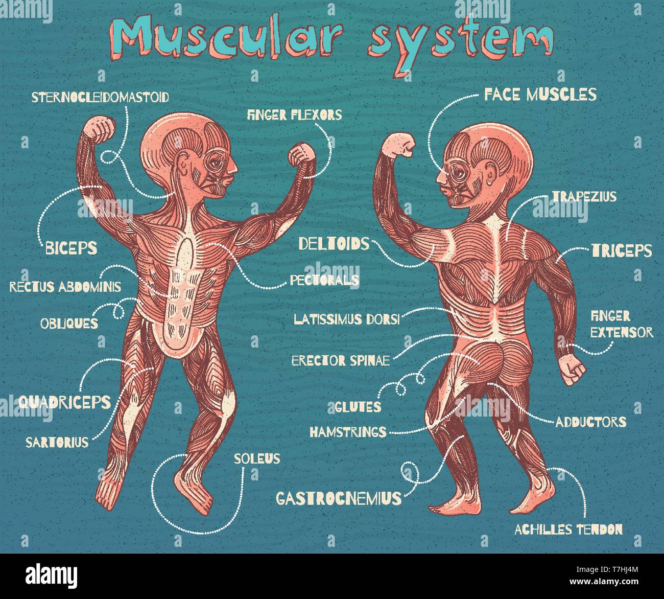 Umano sistema muscolare per i bambini. Colore del vettore cartoon illustrazione. Muscoli umani regime. Illustrazione Vettoriale