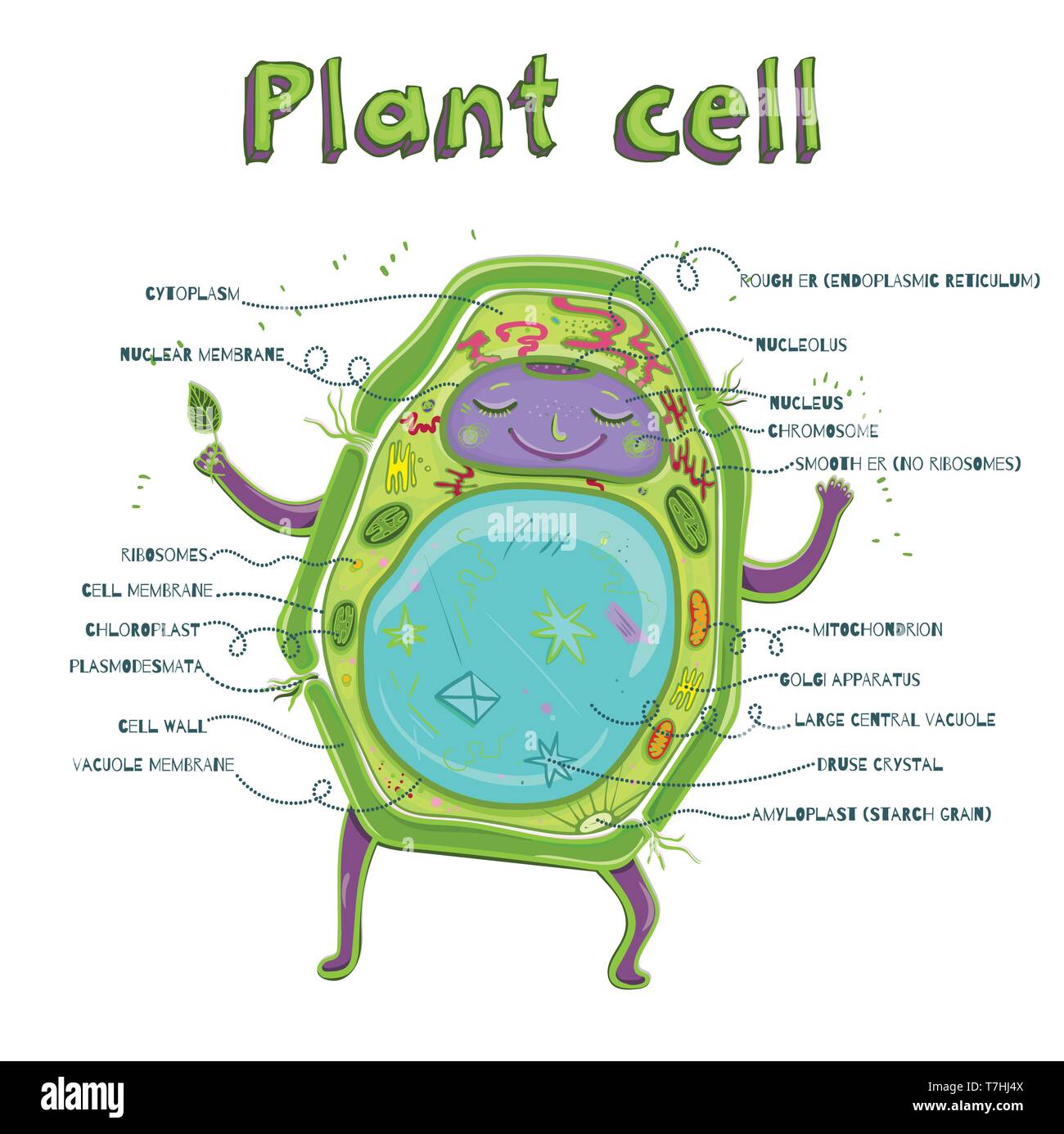 Fumetto illustrazione vettoriale di struttura della cellula vegetale. Illustrazione che mostra la cellula vegetale anatomia Illustrazione Vettoriale