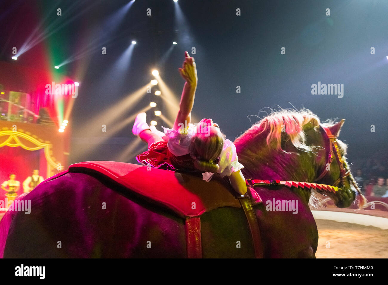Attore sdraiato sulla schiena di un pesante russo progetto cavallo durante una mostra presso il circo Louis Knie junior, Austria Foto Stock
