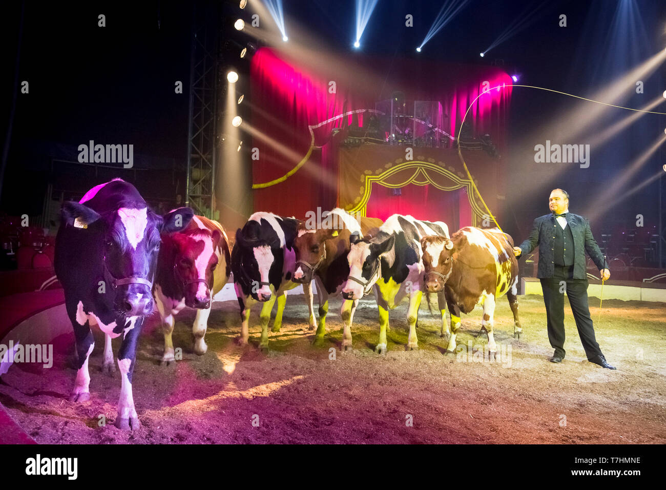 Attore che mostra un atto con il bestiame. Louis circo Knie junior, Austria Foto Stock