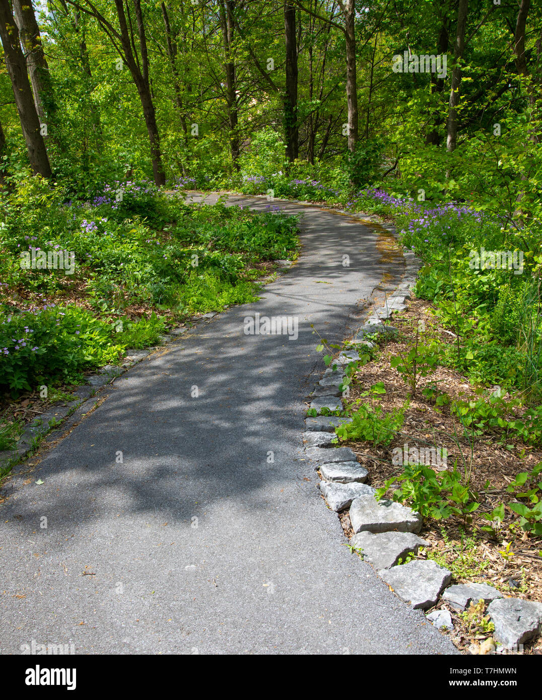 Una serpentina (a forma di S) tratto lastricato, bordati da roccia viola e fiori selvatici, attraverso un parco alberato. Foto Stock