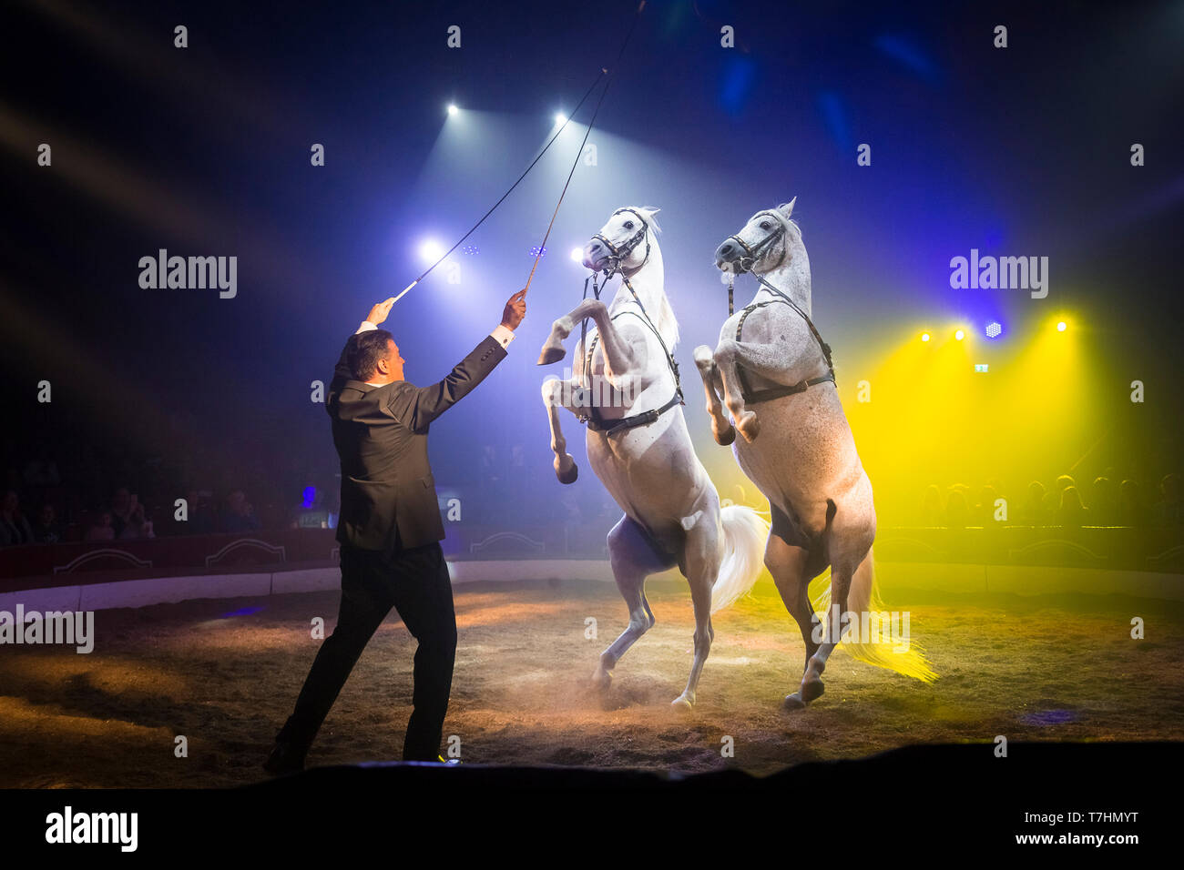 Louis Knie junior nel suo circo, mostrando allevamento stalloni arabo. Austria Foto Stock