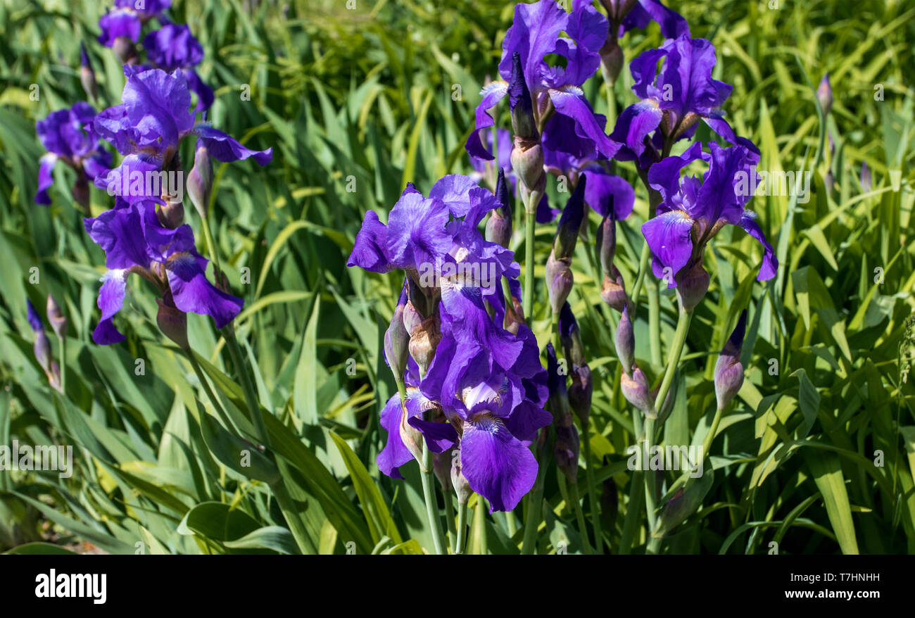 Un'immagine di uno sfondo viola di iridi di fioritura in un parco Foto Stock