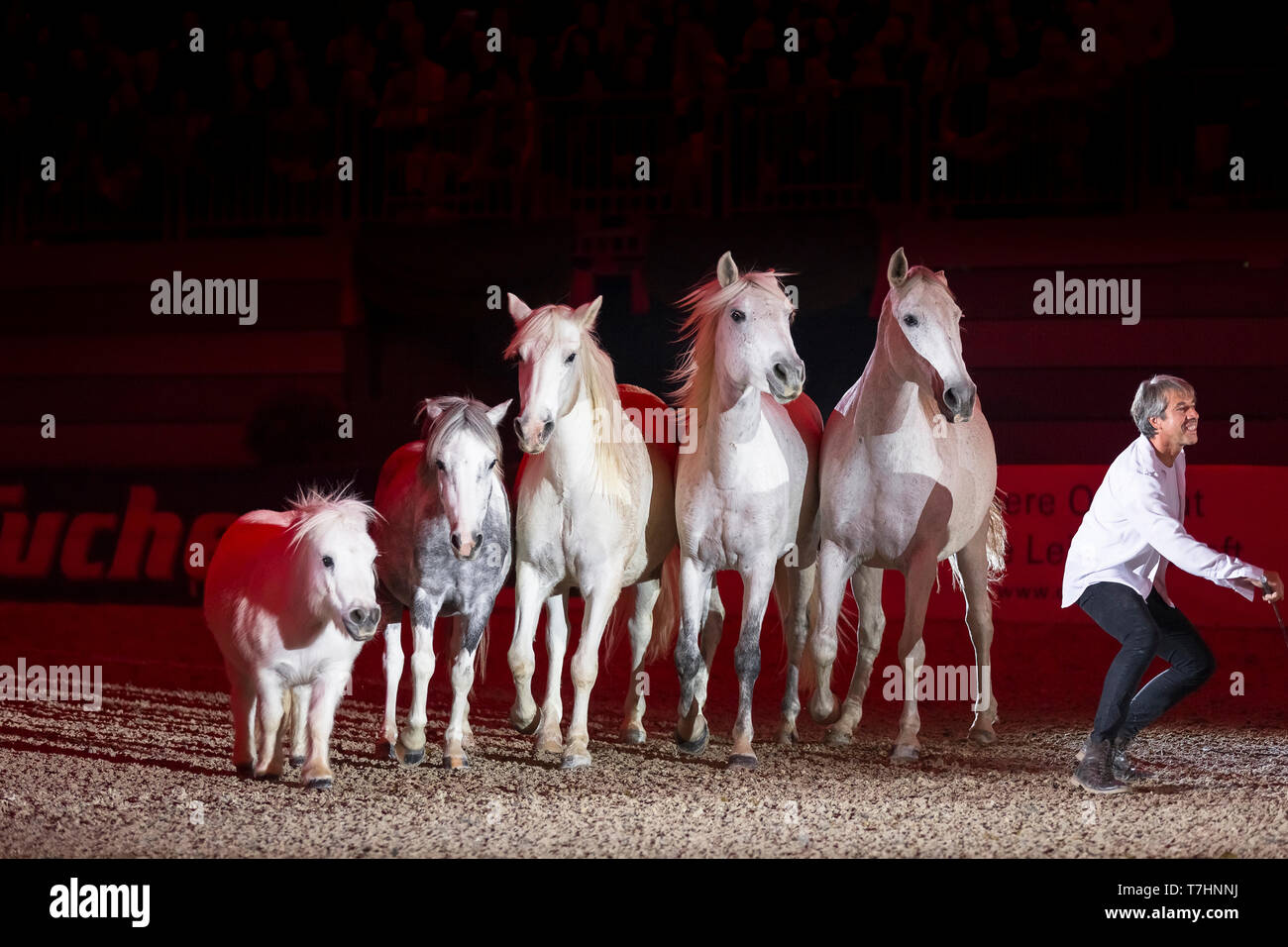 Jean-Francois Pignon mostrante una liberty dressage con cavalli grigio Foto Stock