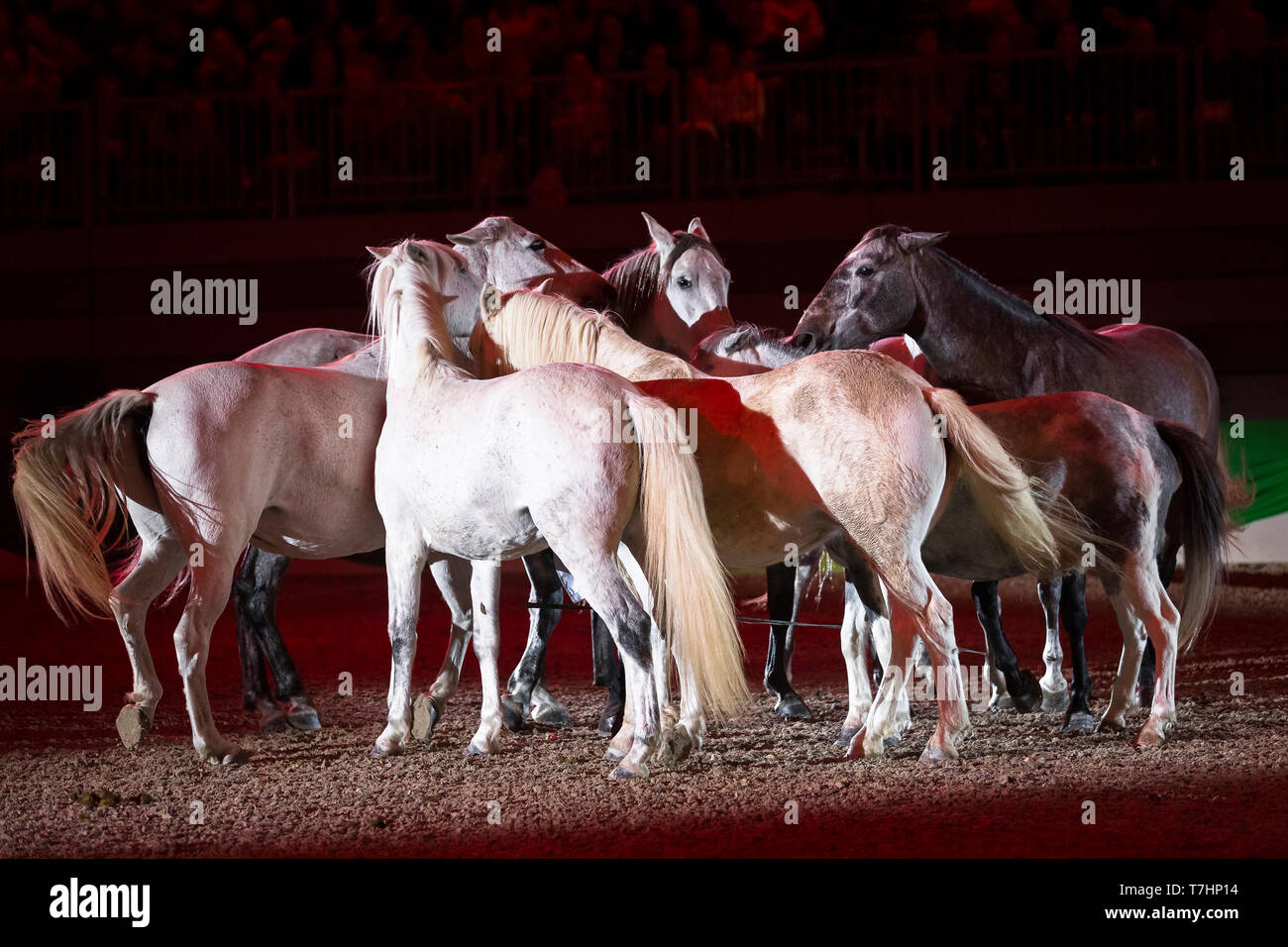Jean-Francois Pignon mostrante una liberty dressage con cavalli grigio Foto Stock
