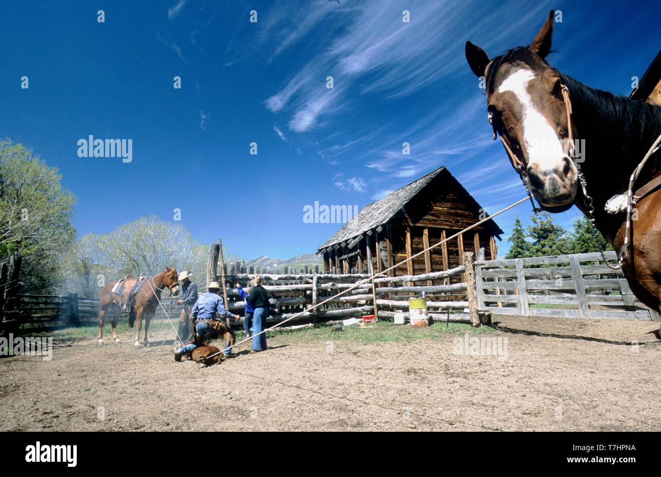 Il Branding un vitello in un ranch di Idaho (MR) Foto Stock