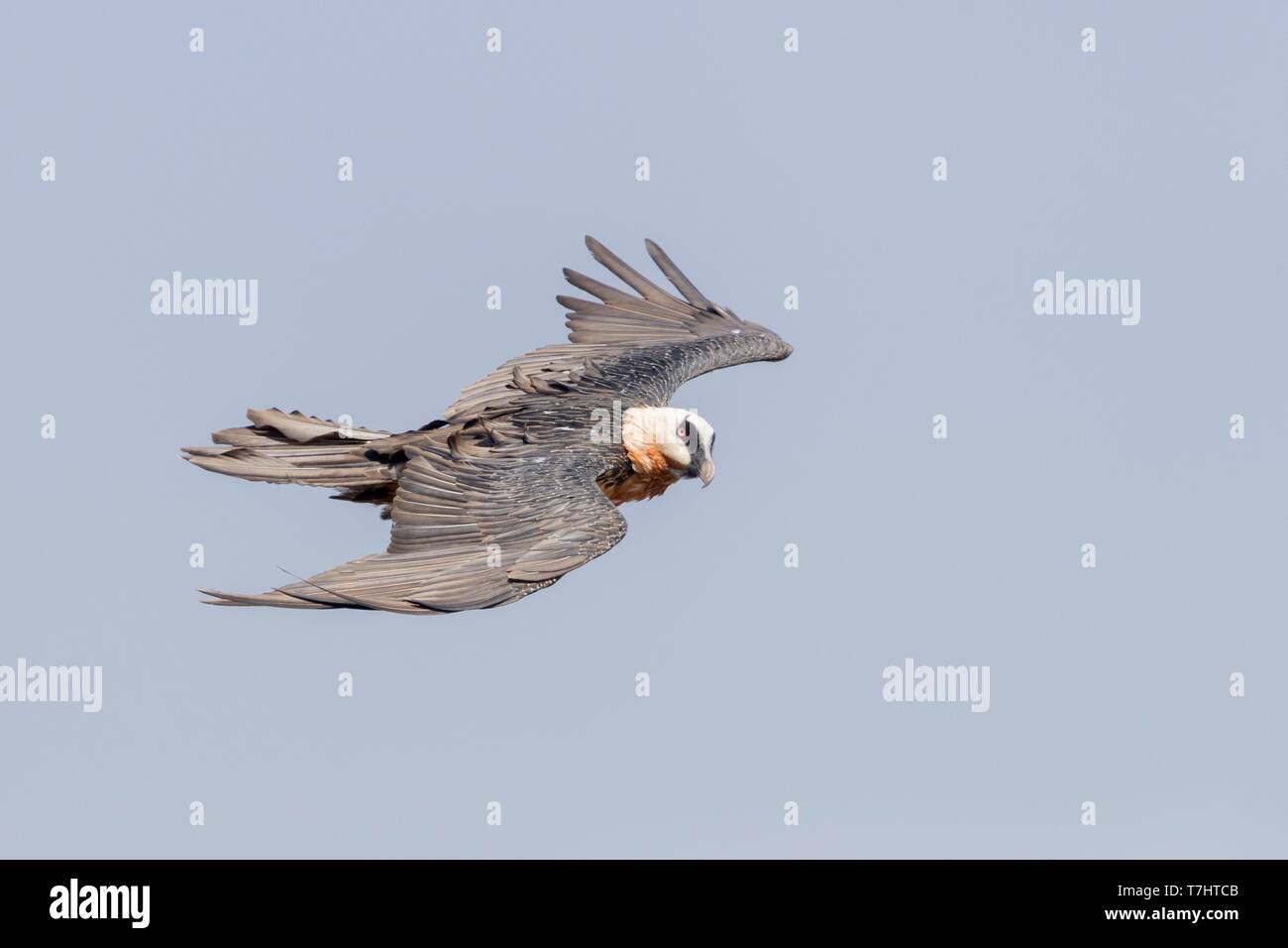 Etiopia, Rift Valley, Debre Libanos, gipeto (Gypaetus barbatus), in volo Foto Stock