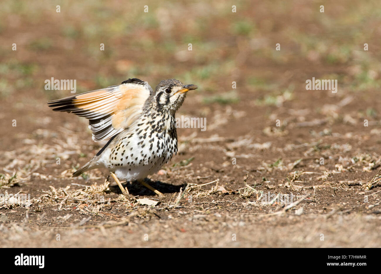 Tordo Groundscraper (Psophocichla litsitsirupa) in piedi sul suolo in un safari camp nel Parco Nazionale di Kruger in Sud Africa. Ali di stiramento. Foto Stock