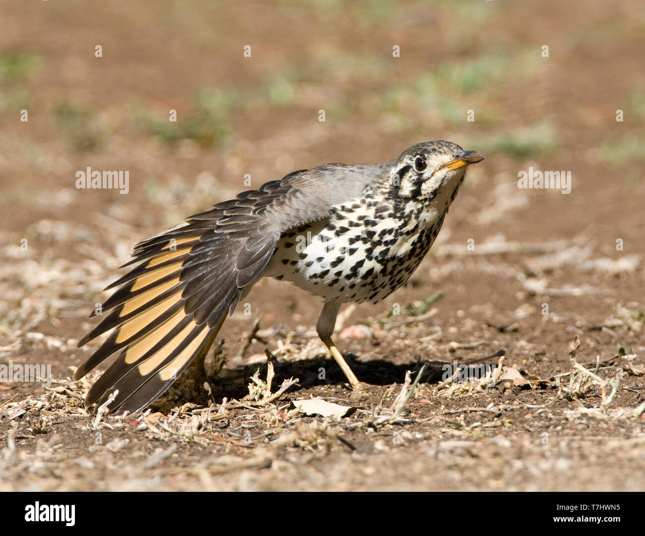 Tordo Groundscraper (Psophocichla litsitsirupa) in piedi sul suolo in un safari camp nel Parco Nazionale di Kruger in Sud Africa. Foto Stock