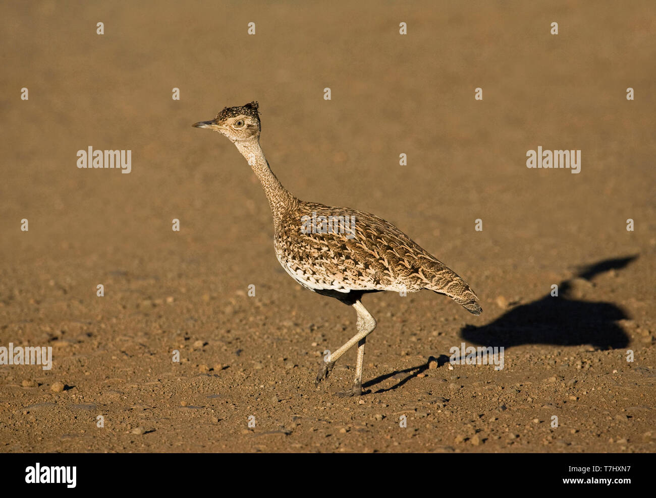 Rosso-crested Korhaan (Lophotis ruficrista) attraversamento di strada sterrata nel Parco Nazionale di Kruger in Sud Africa. Foto Stock