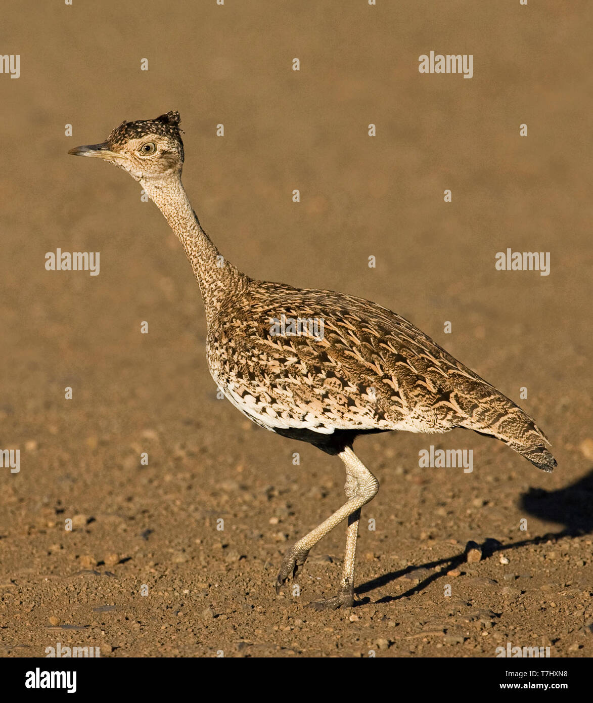 Rosso-crested Korhaan (Lophotis ruficrista) Attraversamento di colore marrone tranquilla strada sterrata nella parte settentrionale del Parco Nazionale di Kruger in Sud Africa. Foto Stock