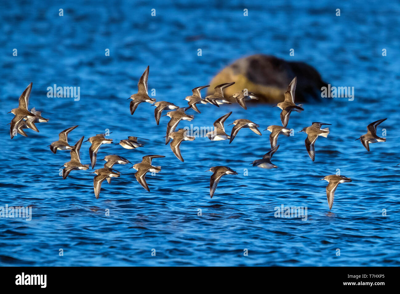 Gruppo di Dunlins con uno Rosso Colli stint centrale superiore in volo sulla spiaggia Vejbystrand, Svezia. Janvier 02, 2017. Foto Stock