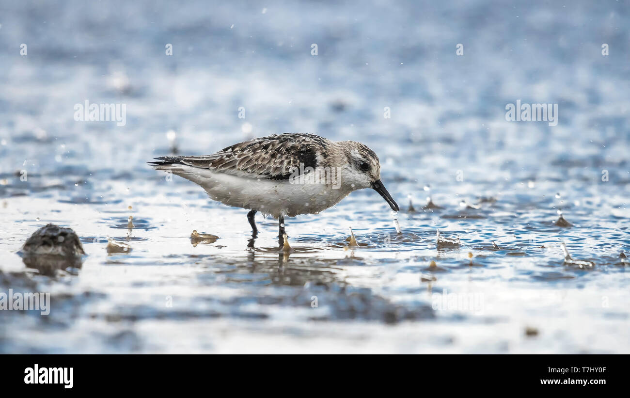 I capretti Sanderling seduto sotto la pioggia in Cabo da Praia, Azzorre. Il 4 ottobre 2018. Foto Stock