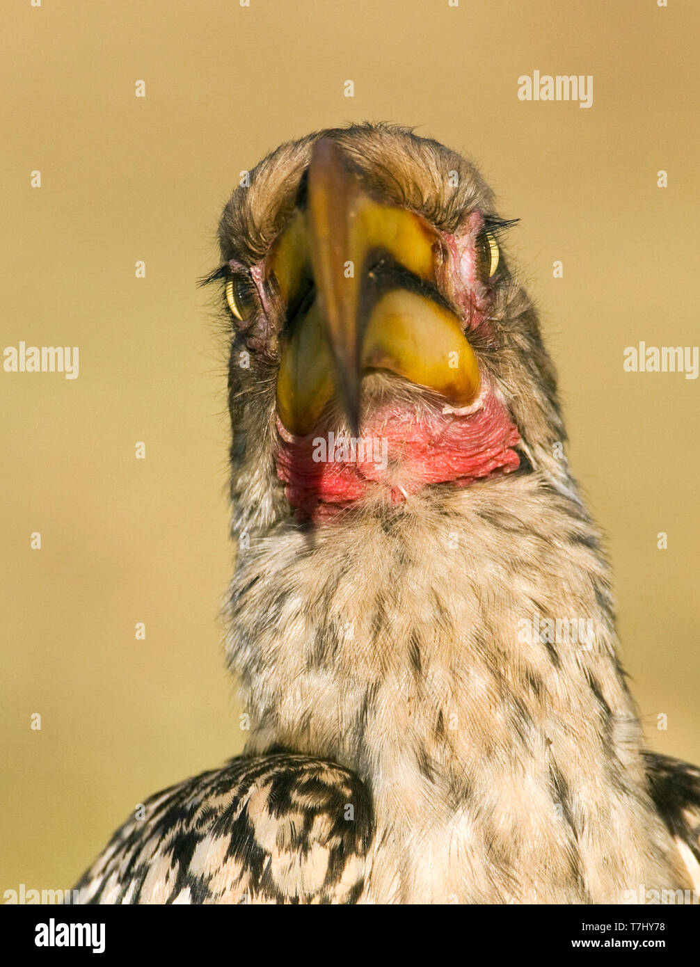 Southern Yellow-Billed Hornbill (Tockus leucomelas) in piedi sul suolo in un safari camp nel Parco Nazionale di Kruger in Sud Africa. Primo piano del egli Foto Stock