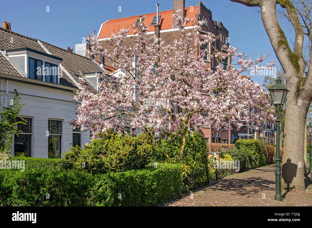 Rotterdam, Paesi Bassi, 1 Aprile 2019: Sprintime scena di strada nel quartiere di Kralingen con una fioritura di magnolia, case, giardini e un tr Foto Stock