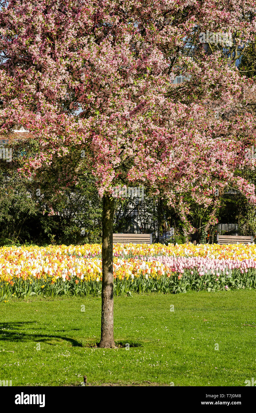Rotterdam, Paesi Bassi, 10 Aprile 2019: rosa rossiccio fioritura prunus albero su un prato nel parco con un campo di tulipani in fiore in backgroun Foto Stock