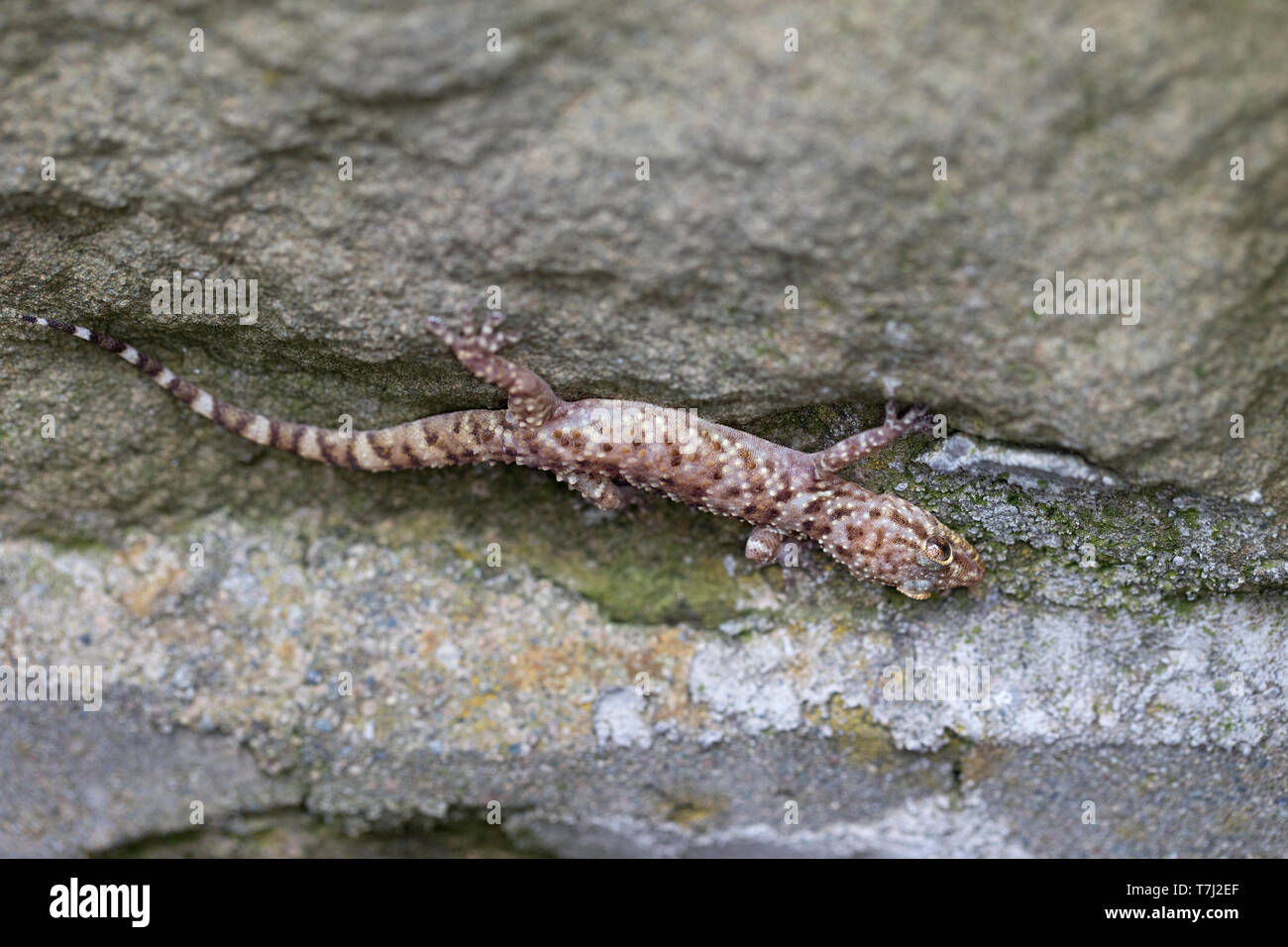 Mediterranean House Gecko (Hemidactylus turcicus) Foto Stock