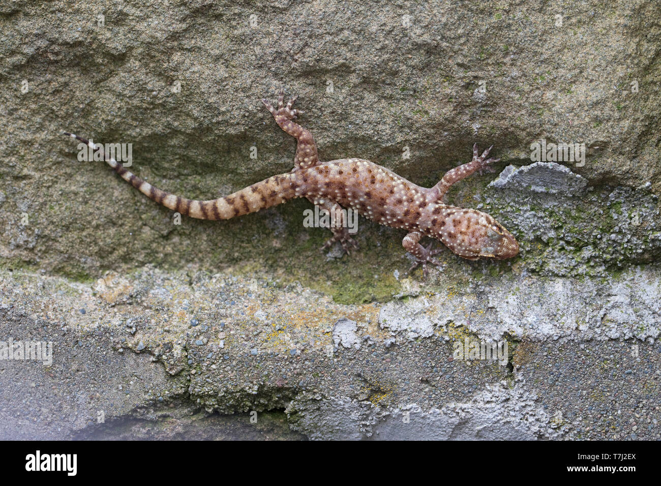 Mediterranean House Gecko (Hemidactylus turcicus) Foto Stock