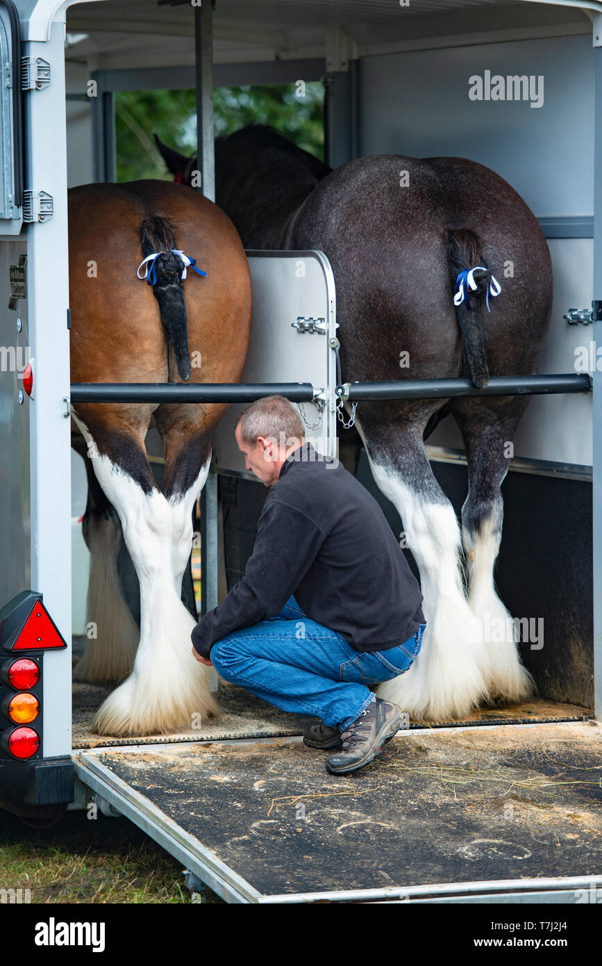 I cavalli in van per cavalli, stato curato prima di uno spettacolo, Highland Perthshire, Scotland, Regno Unito Foto Stock