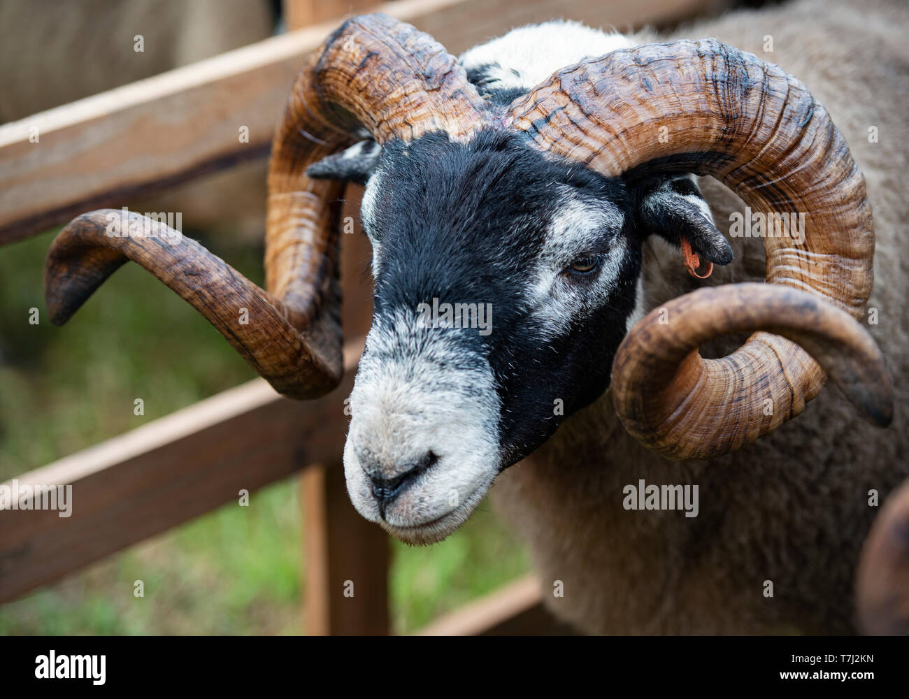 Scottish Blackface pecore, spettacolo agricolo, Scotland, Regno Unito Foto Stock