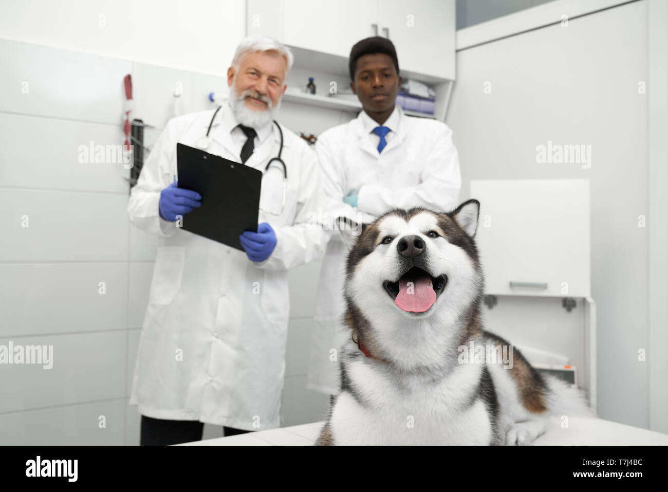 Vista frontale di grande bella malamute giacenti e in posa di gabinetto medico in clinica veterinaria. Due medici veterinari che indossa in bianco camici medici, dietro, guardando la fotocamera e sorridente. Foto Stock