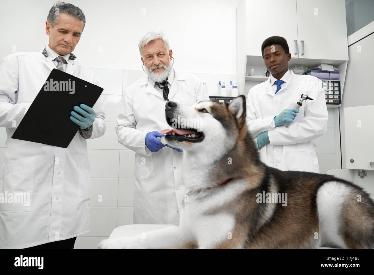 Bella big dog, alaskan malamute giacente nel gabinetto medico. Tre medici veterinari lavorano nella Clinica con animali. Coppia medico iscritto nella cartella. I veterinari che indossa in Medico camici bianchi, guanti. Foto Stock