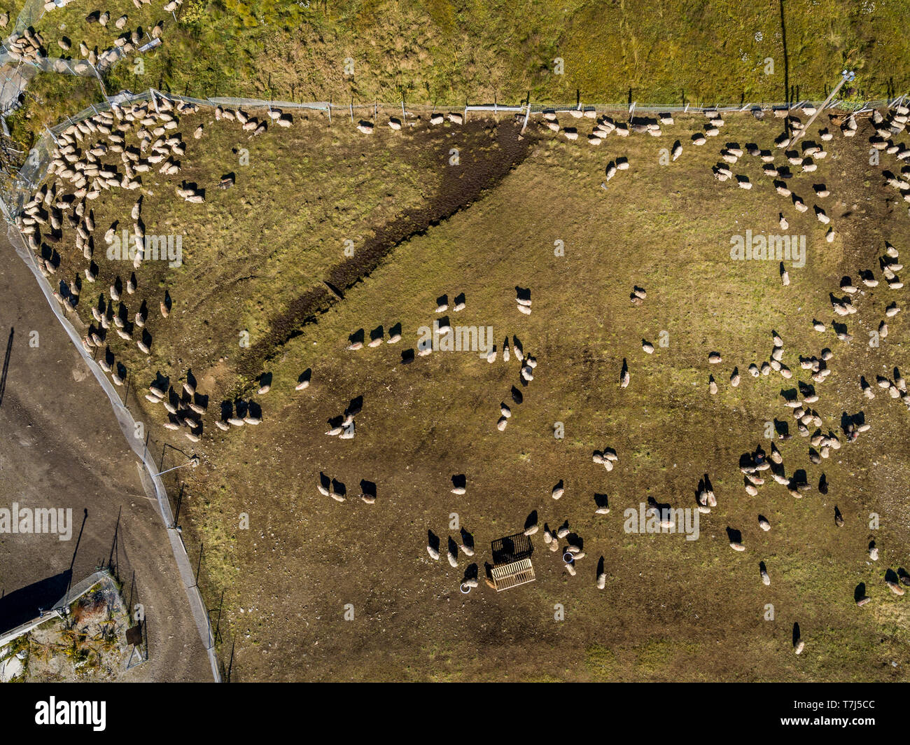 Pecore, Qassiarsuk o Brattahlid, Groenlandia meridionale Foto Stock