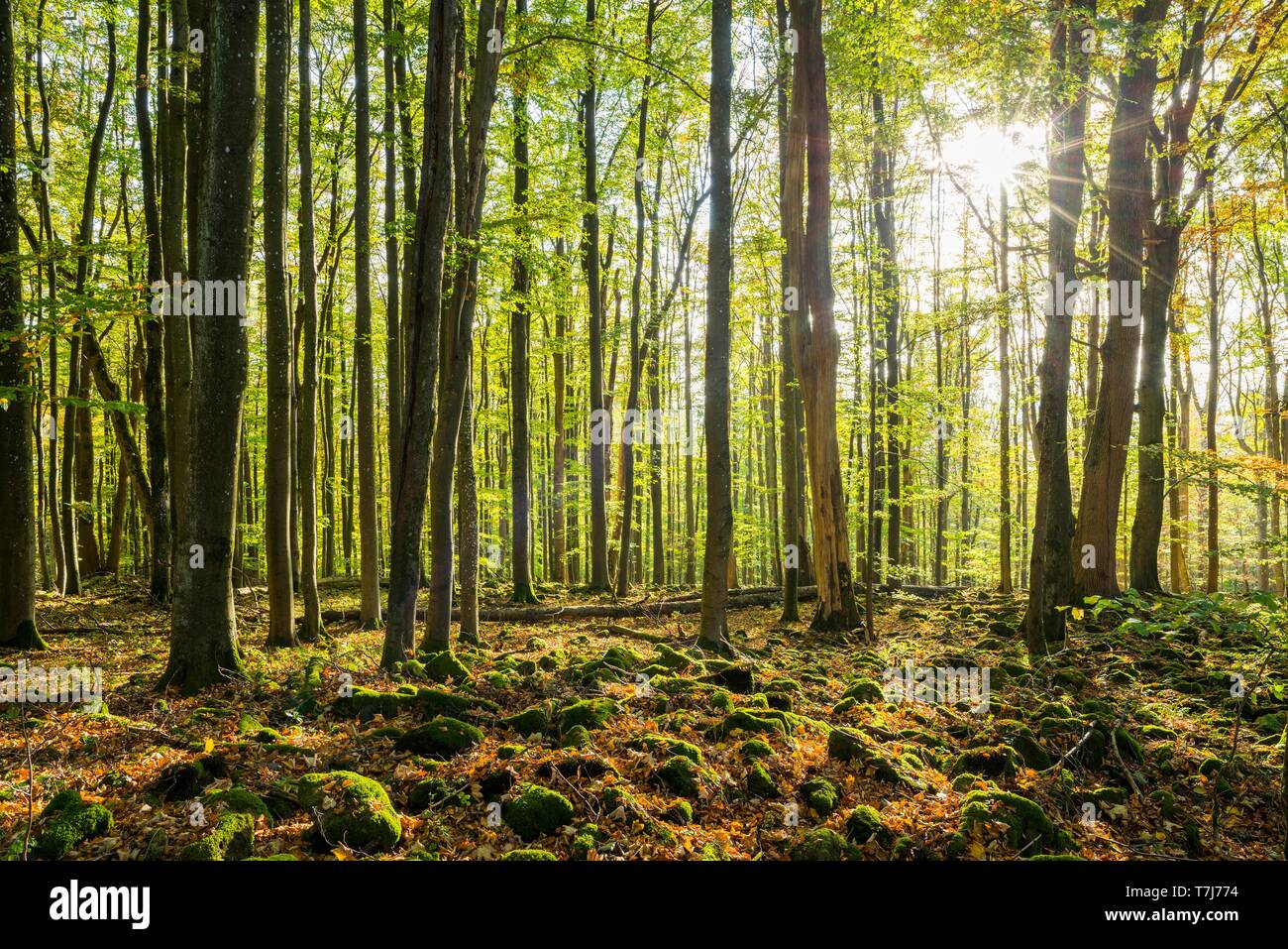 Comune di faggio (Fagus sylvatica) e coperte di muschio pietre, le montagne nere Riserva Naturale, riserva della biosfera Rhon, Baviera, Germania Foto Stock