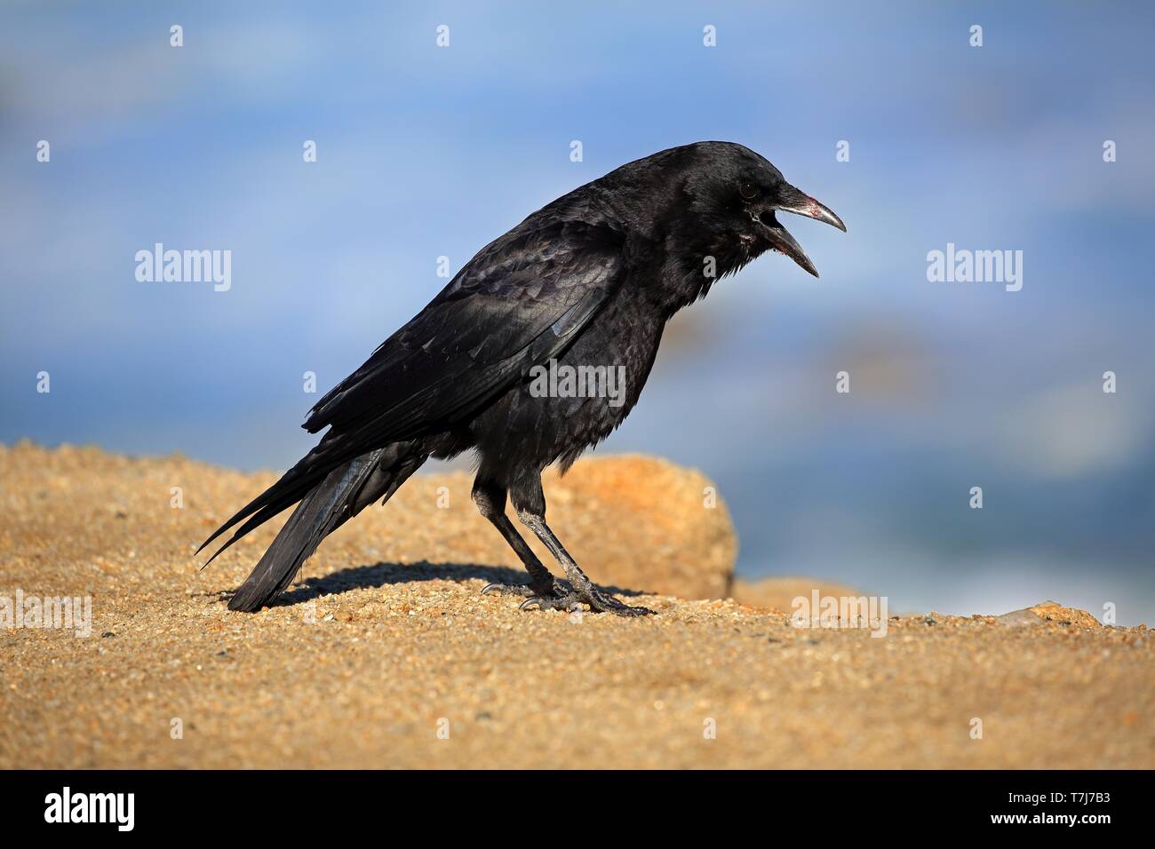 American Crow (Corvus brachyrhynchos), Adulto su roccia, chiamando, California, Nord America, STATI UNITI D'AMERICA Foto Stock