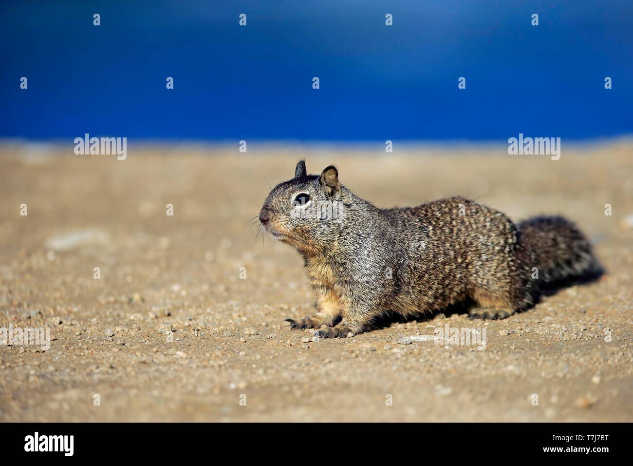 La massa della California scoiattolo (Citellus beecheyi), Adulto, vigili, CALIFORNIA, STATI UNITI D'AMERICA Foto Stock