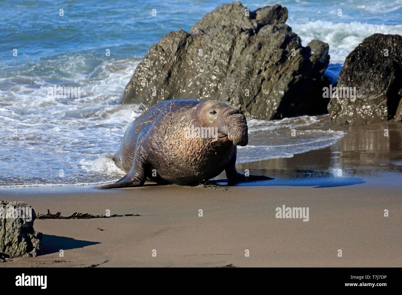 Northern guarnizione di elefante (Mirounga angustirostris), maschio adulto sulla spiaggia, PIEDRAS BLANCAS Rookery, San Simeone, San Luis Obispo County, California Foto Stock