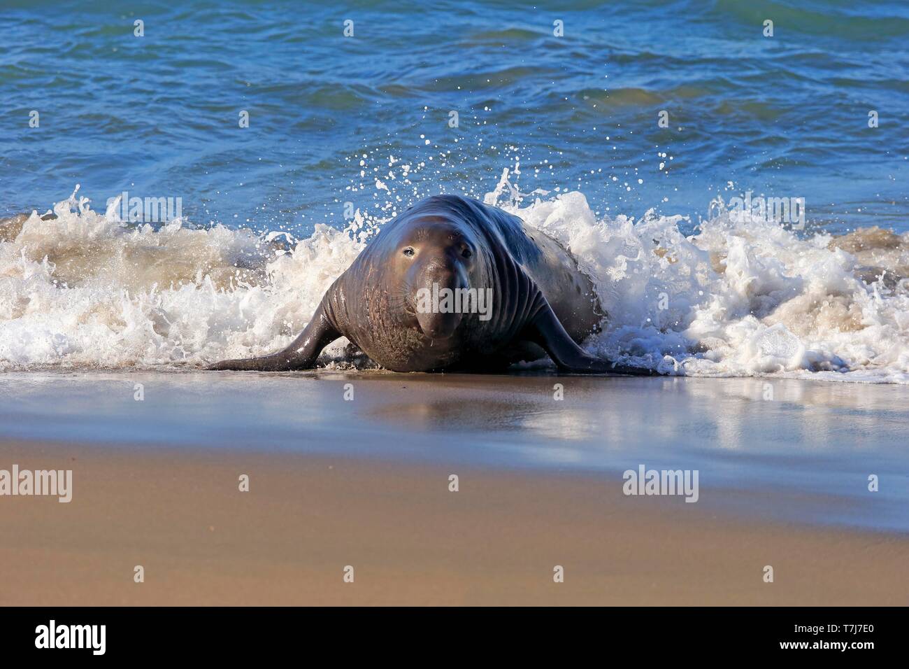 Northern guarnizione di elefante (Mirounga angustirostris), maschio adulto sulla spiaggia, PIEDRAS BLANCAS Rookery, San Simeone, San Luis Obispo County, California Foto Stock