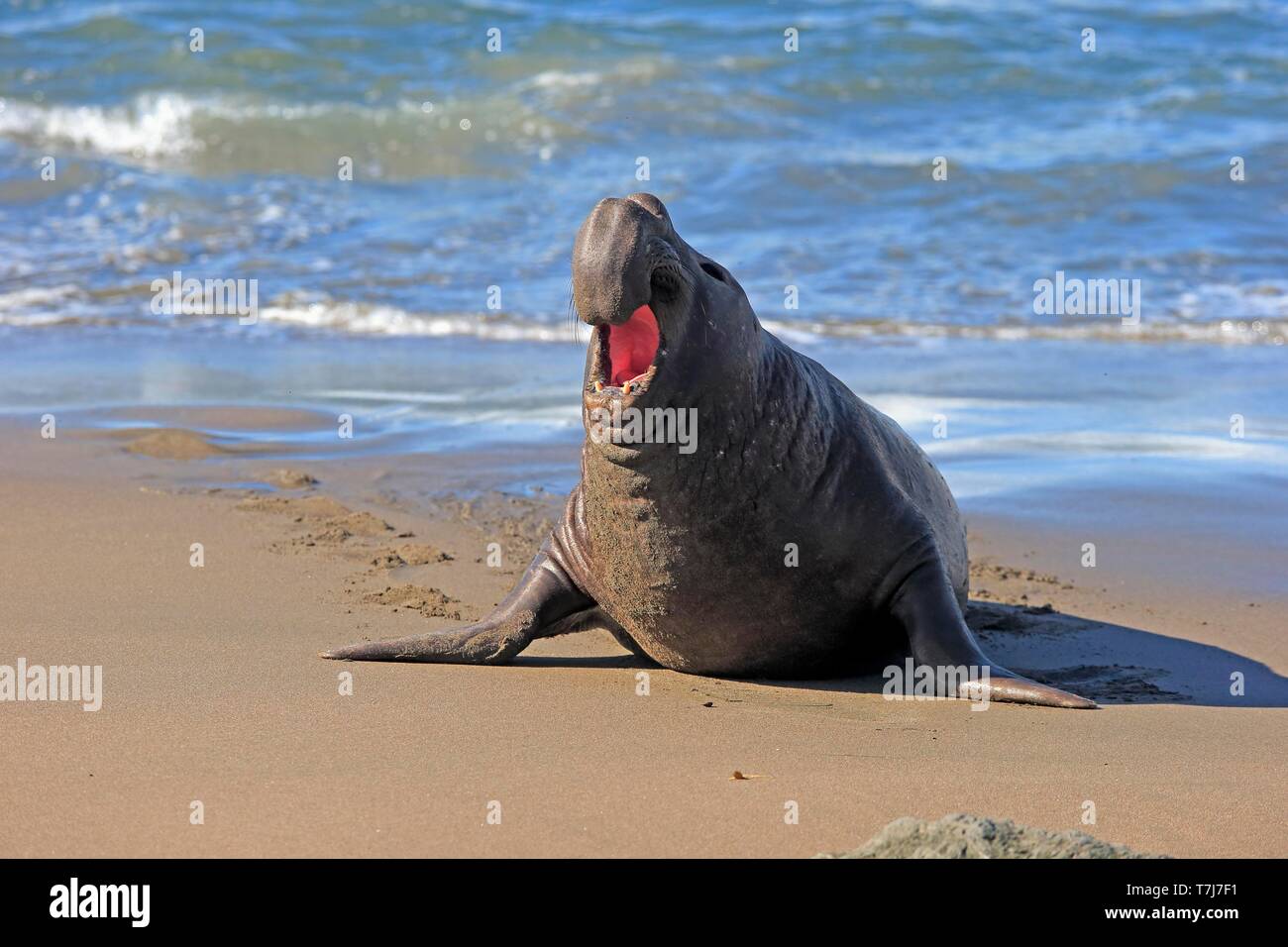 Northern guarnizione di elefante (Mirounga angustirostris), maschio adulto chiamando sulla spiaggia, PIEDRAS BLANCAS Rookery, San Simeone, San Luis Obispo County Foto Stock