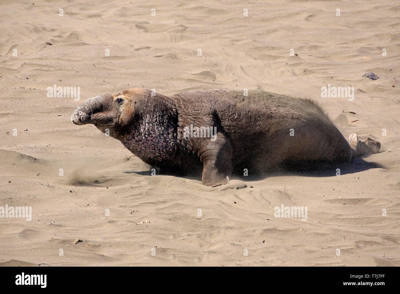 Northern guarnizione di elefante (Mirounga angustirostris), maschio adulto a piedi nella sabbia, PIEDRAS BLANCAS Rookery, San Simeone, San Luis Obispo County Foto Stock