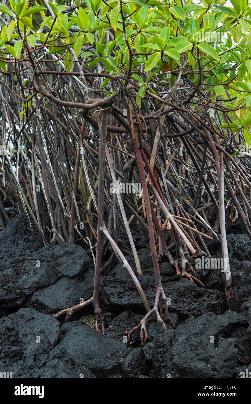 Mangrovia rossa (Rhizophora mangle) cresce sulle rocce laviche, isola Floreana, Isole Galapagos, Ecuador Foto Stock