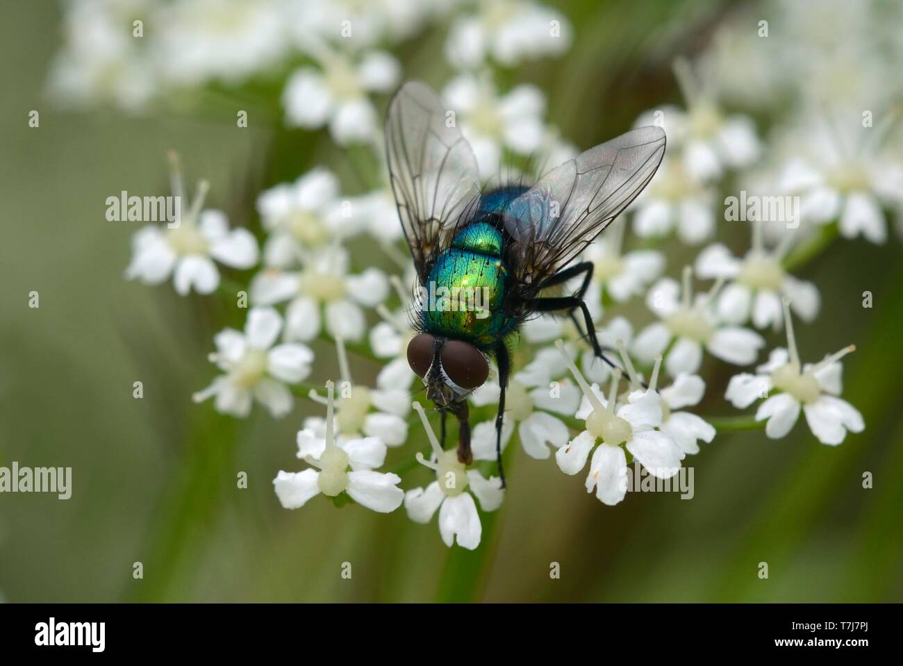 Comune bottiglia verde fly (Lucilia sericata), Germania Foto Stock