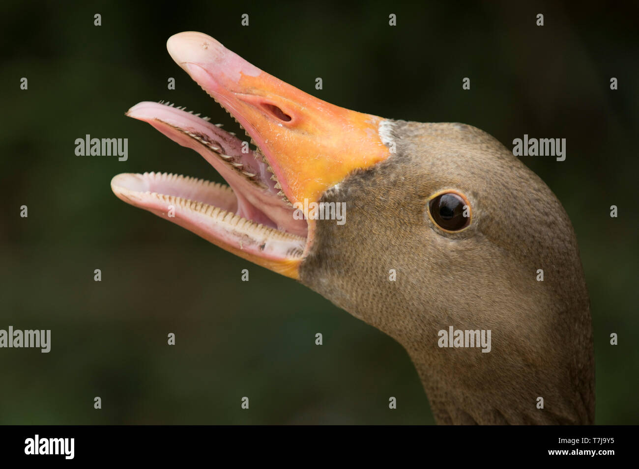 Testa di una femmina di oca graylag (Anser anser) con becco aperto e oggetto di scherno per proteggere la sua goslings, Arundel WWT, Luglio Foto Stock