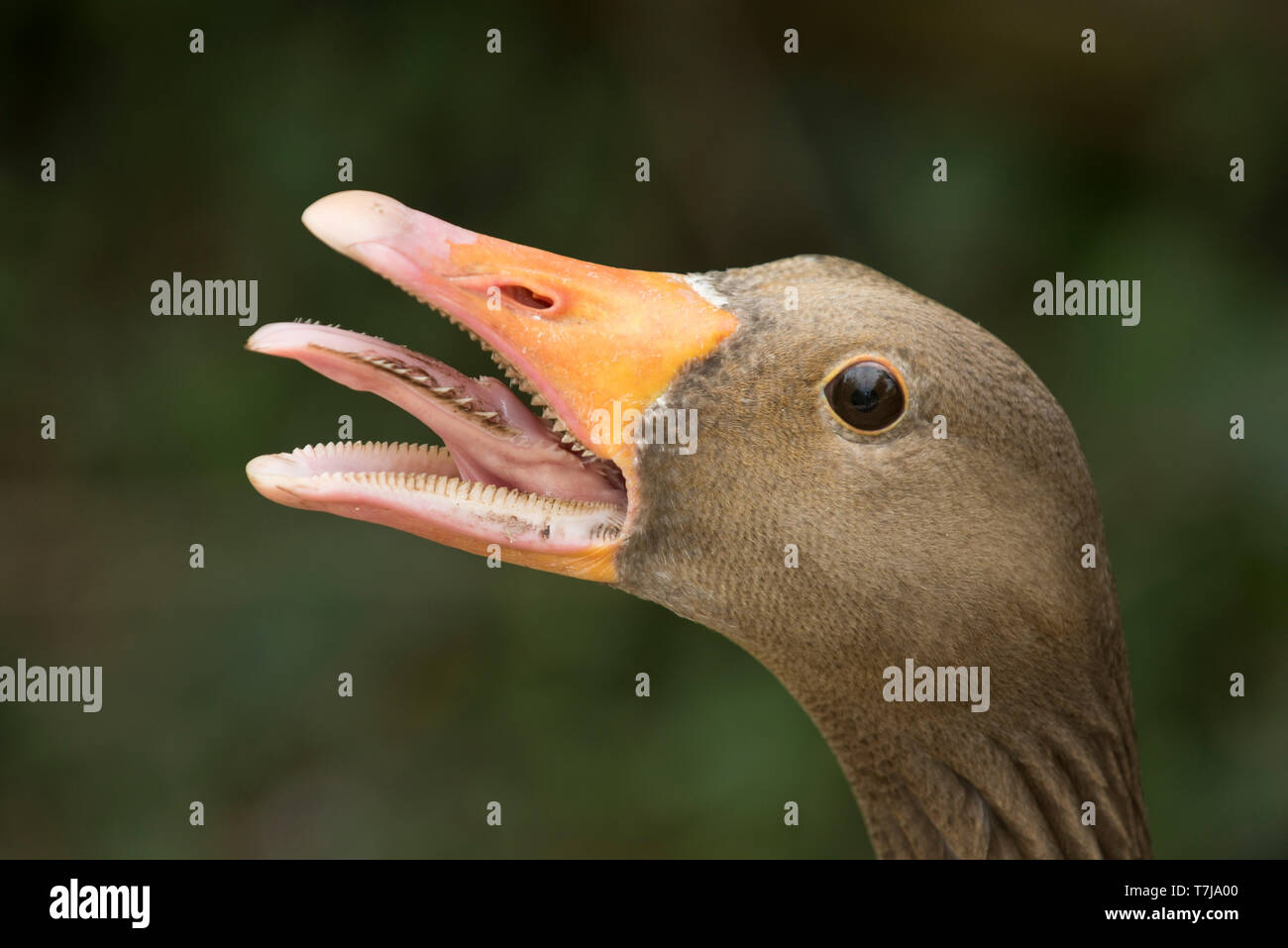 Testa di una femmina di oca graylag (Anser anser) con becco aperto e oggetto di scherno per proteggere la sua goslings, Arundel WWT, Luglio Foto Stock