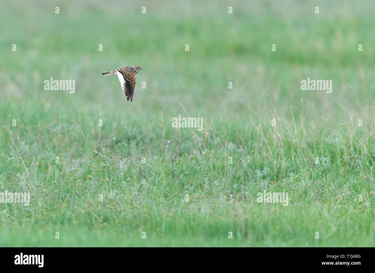 Femmina adulta bianco-winged Lark (Melanocorypha leucoptera) in volo sopra le steppe del Kazakistan durante la primavera. Mostra ali superiori. Foto Stock