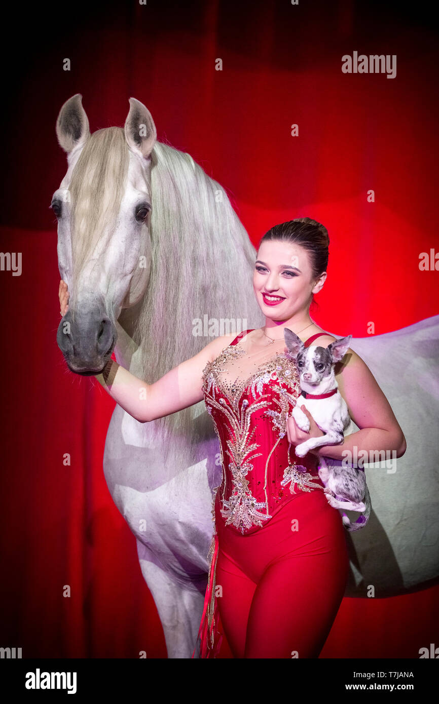 Pura Raza Española, andaluse. Stallone grigio e performer Sara Biasini-Berousek in un circo, in piedi davanti ad un sipario rosso. Austria Foto Stock
