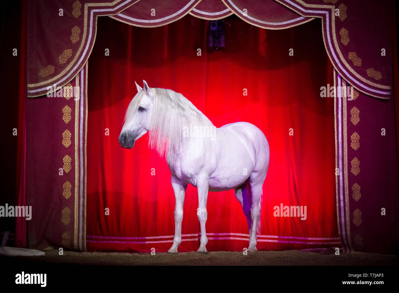 Pura Raza Española, andaluse. Stallone grigio in un circo, in piedi davanti ad un sipario rosso. Austria Foto Stock