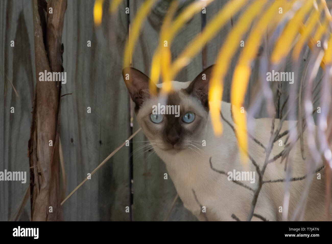 Gatto in un giardino suburbano Foto Stock