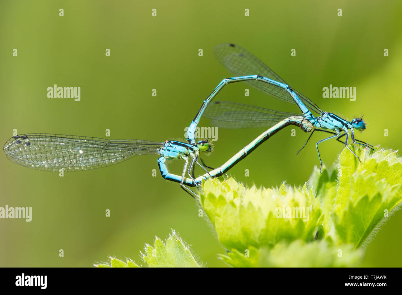 Accoppiamento Bluet Azure Foto Stock