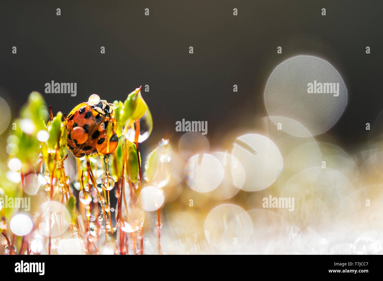 Asian ladybeetle, Harmonia axyridis Foto Stock