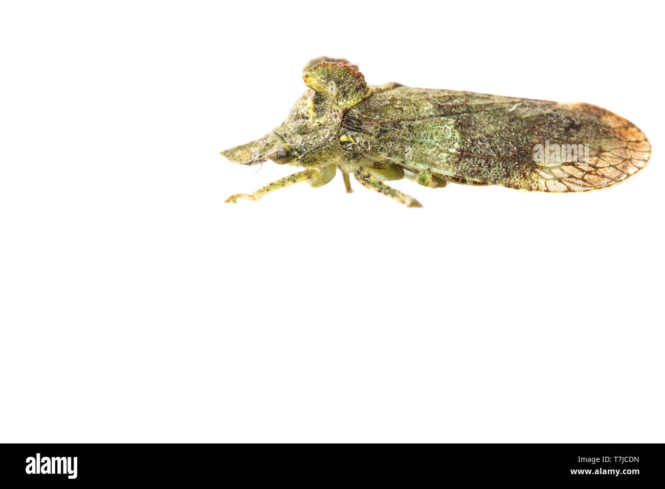 Leafhopper cornuta, Ledra aurita Foto Stock
