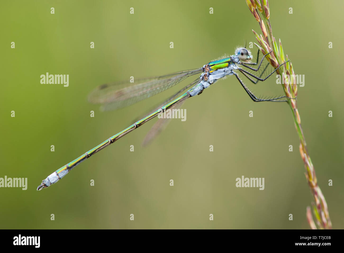 Comune maschio Damselfly Smeraldo Foto Stock