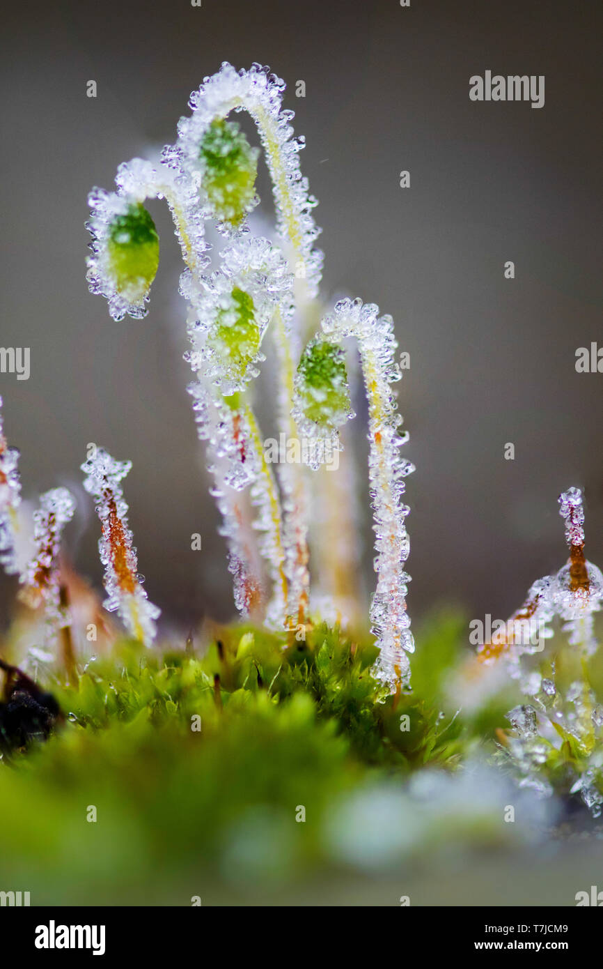 Comune di annuire moss, Pohlia nutans Foto Stock